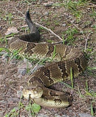 Fatal Rattlesnake Bite Is First In Pa In 25 Years Times Leader