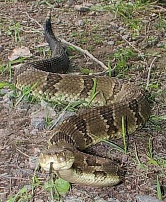 timber rattlesnake bite