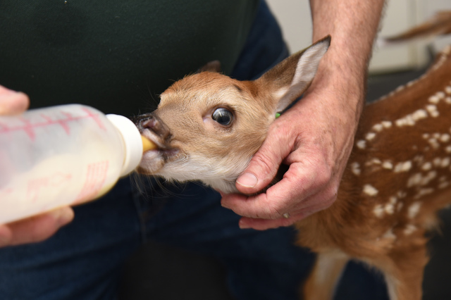 In The News | Pocono Wildlife Rehabilitation and Education Center