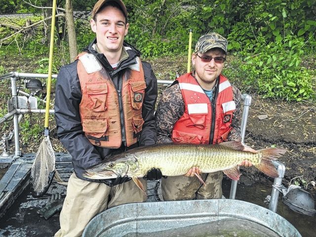 Fish and Boat Commission making changes to muskie management on Susquehanna  - Times Leader