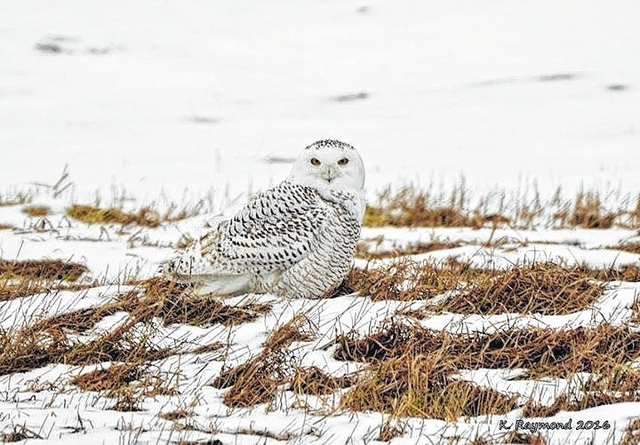 Snowy Owls Making Another Appearance In Pennsylvania This Winter