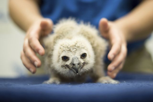 baby eurasian eagle owl