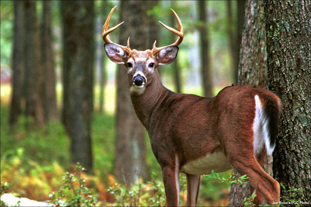 Wild Deer In Clearfield County Test Positive For Chronic Wasting