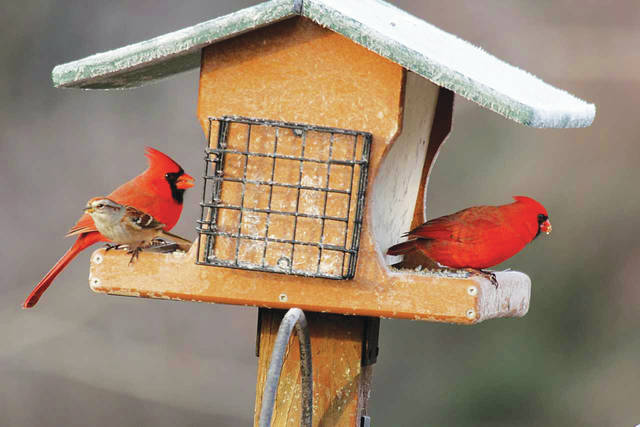 Pa Bird Feeders A Bit Quieter This Winter Times Leader,Mozzarella Sticks