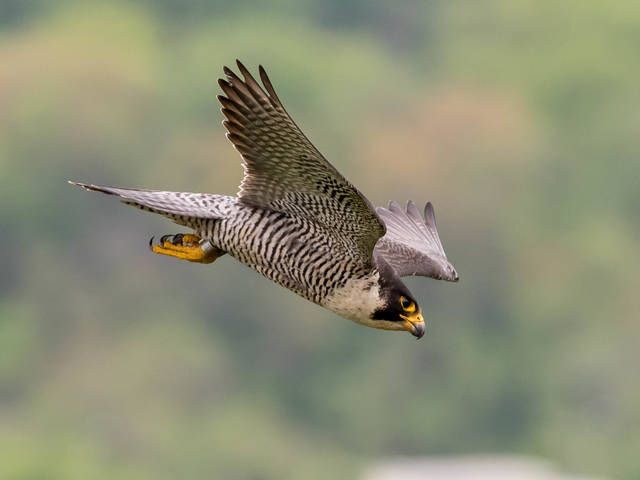 Raising Peregrine Falcon Chicks is a Real Cliff-hanger