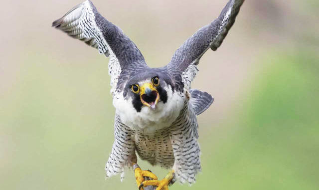 A Cliff Hanger Of Survival For The Peregrine Falcon Times