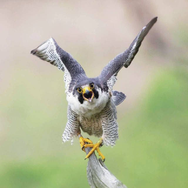 A Cliff Hanger Of Survival For The Peregrine Falcon Times