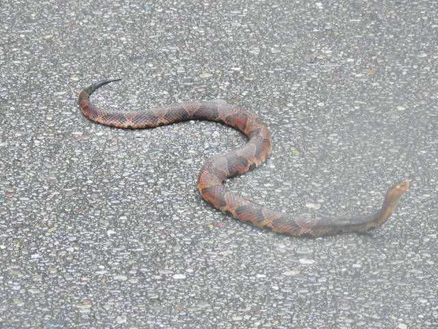 Snake on the diamond  Baseball Hall of Fame