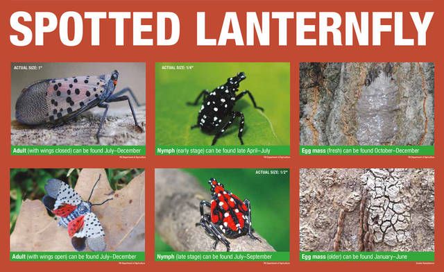 spotted lanternfly life cycle penn state
