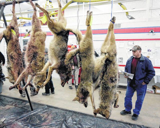 <p>In this Times Leader file photo, Ralph Casaldi of Loyalville looks over some of the coyotes brought in during the coyote hunt at the Triton Hose Company in Tunkhannock.</p>
                                 <p>File Photo</p>