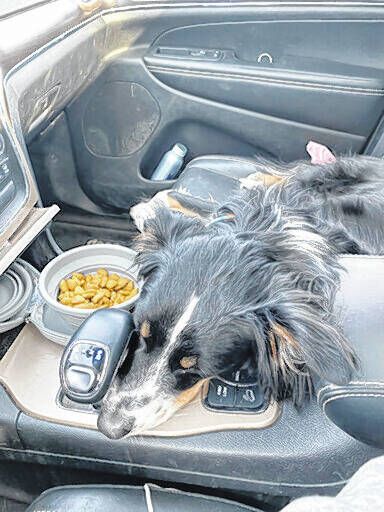 
			
				                                Javi, an Australian shepherd-border collie mix, sleeps in a car during a road trip from Los Angeles to San Francisco with his owner Ben Lowenstein in February 2022. Lowenstein loves to travel and he never leaves his dog, Javi, behind.
                                 Ben Lowenstein via AP

			
		