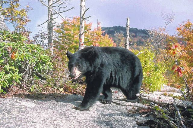 Hunters harvest 3,170 bears in 2022; 3 over 700 lbs., 11 topped