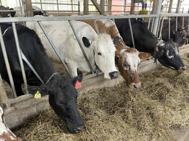 About 18,000 Cattle Are Killed in Fire at Dairy Farm in Texas - The New  York Times